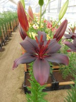 [4083 Black Charm VZ No302.JPG]